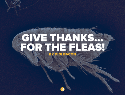 Give thanks…for the fleas!